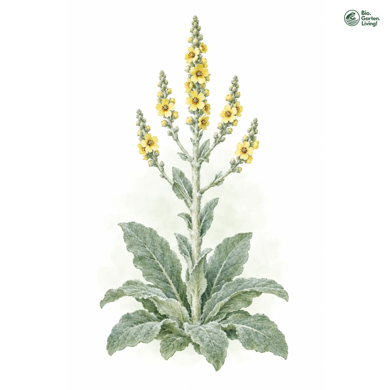 Aquarellzeichnung: Flockige Königskerze (Verbascum pulverulentum)