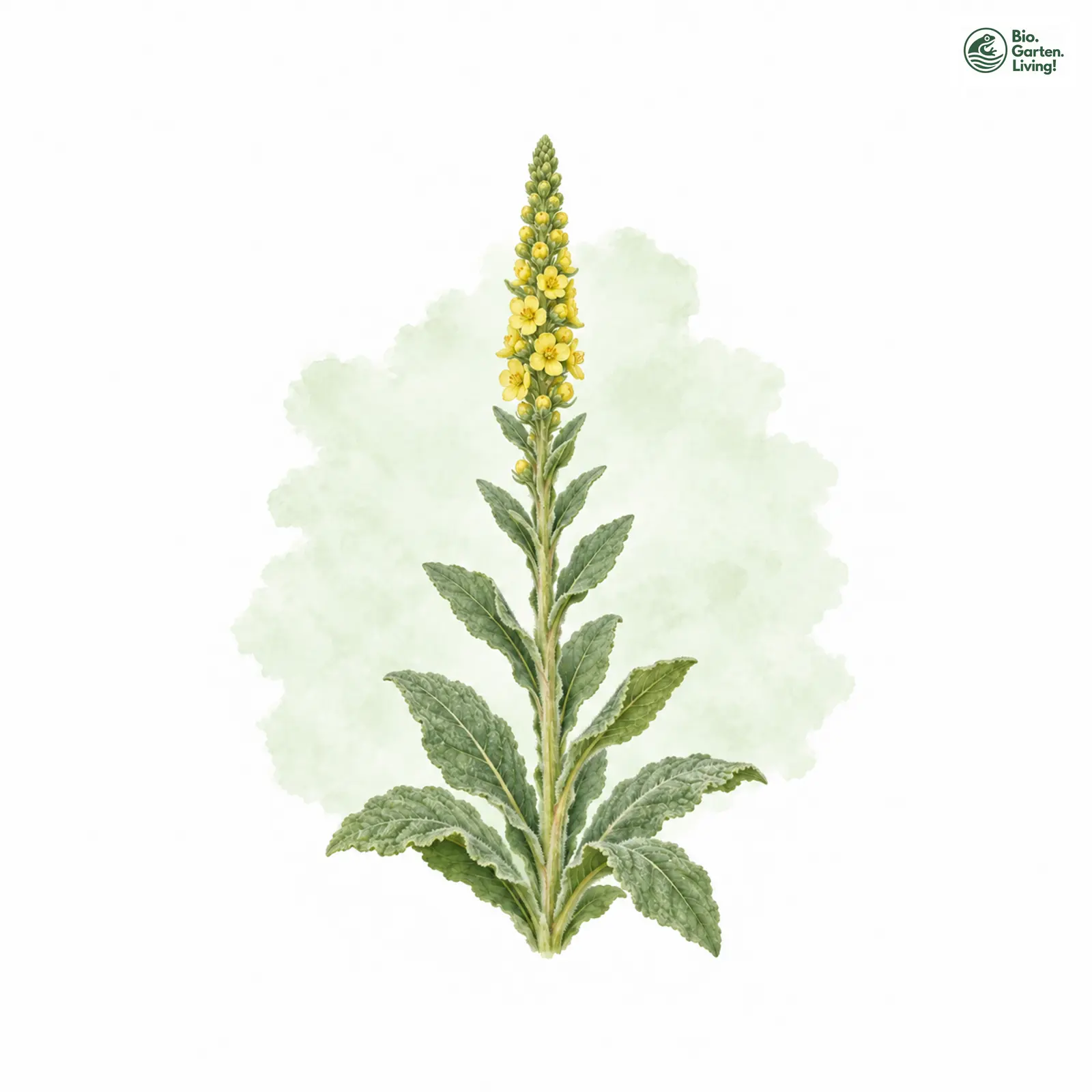 Aquarellzeichnung: Kleinblütige Königskerze (Verbascum thapsus)