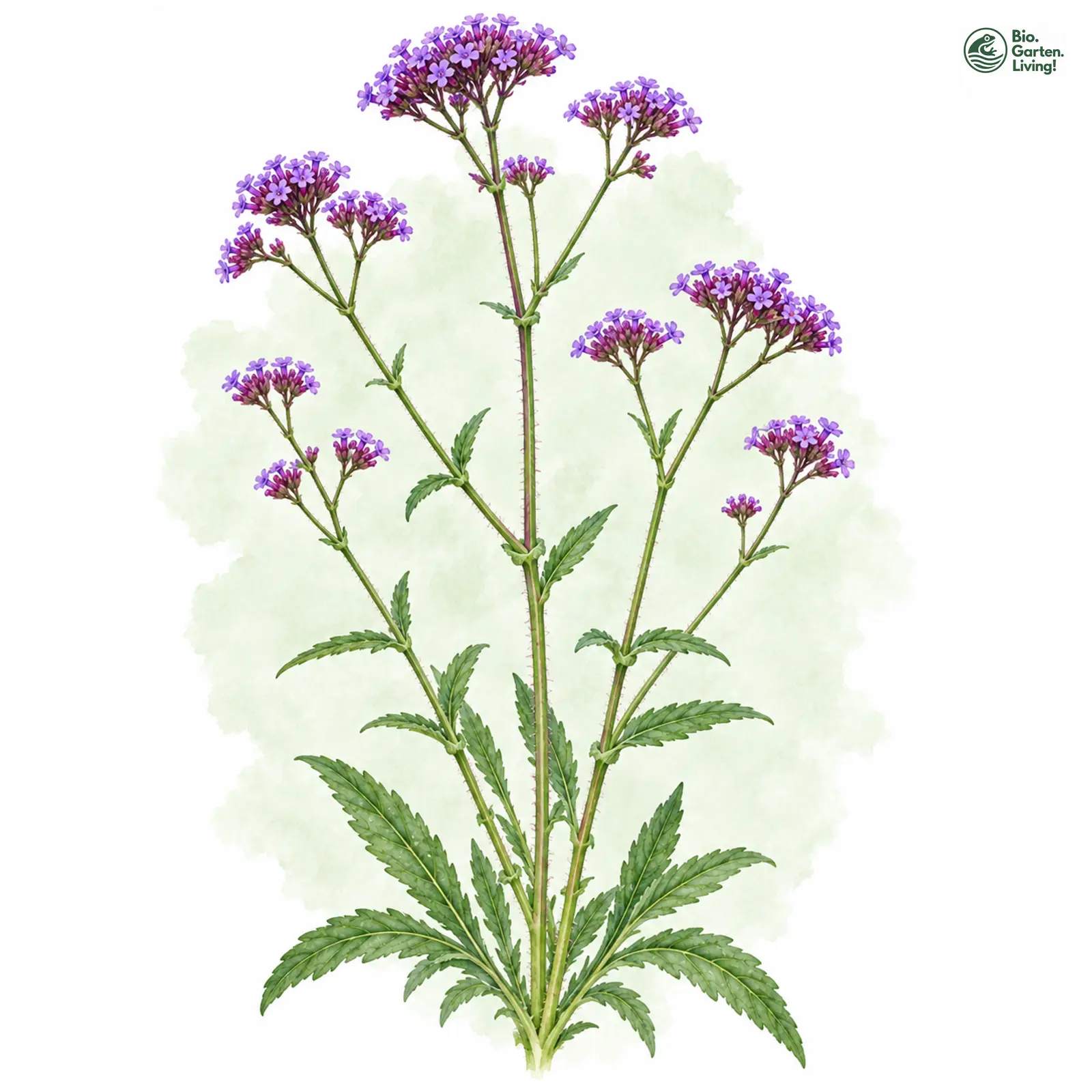 Aquarellzeichnung: Patagonisches Eisenkraut (Verbena bonariensis)