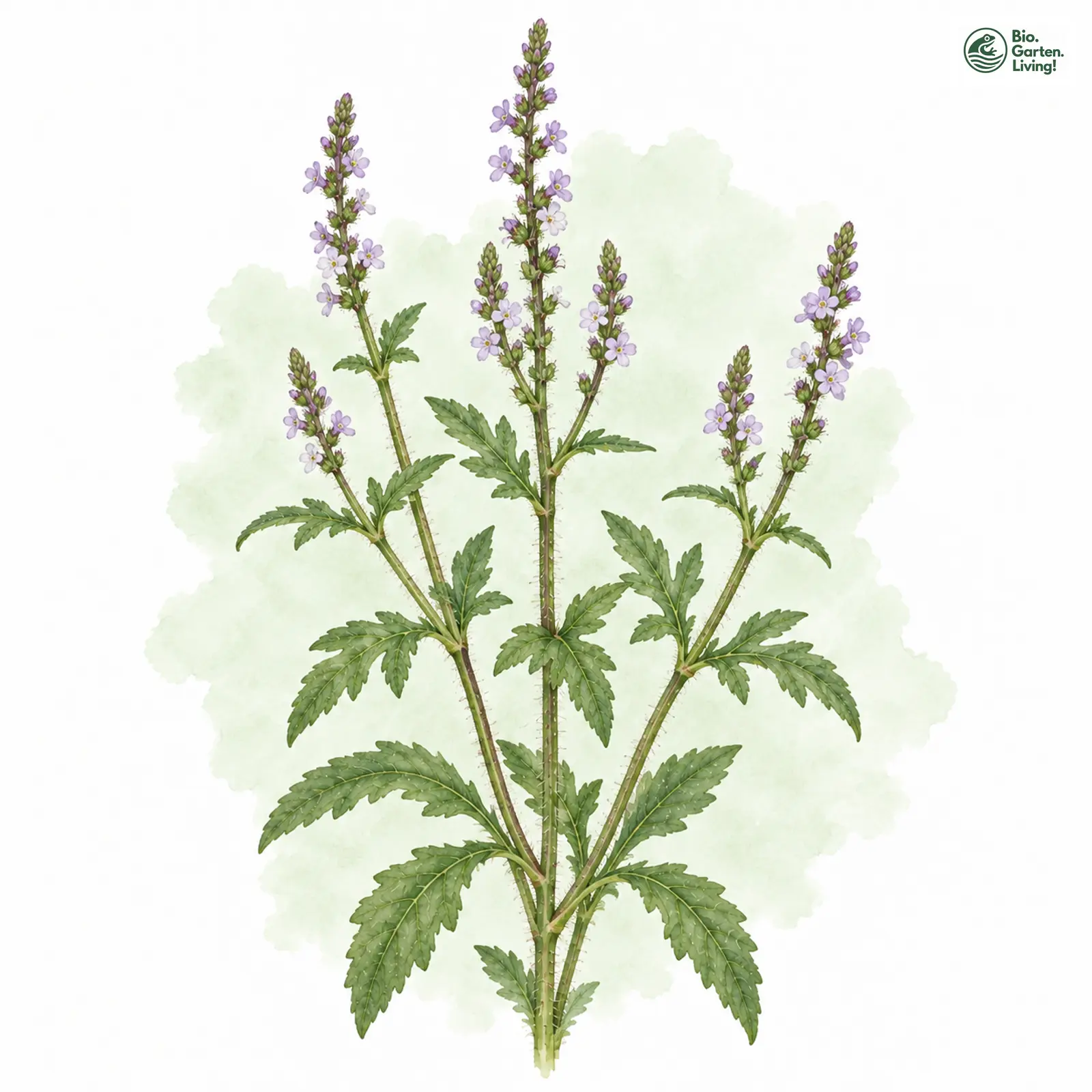 Aquarellzeichnung: Echtes Eisenkraut (Verbena officinalis)