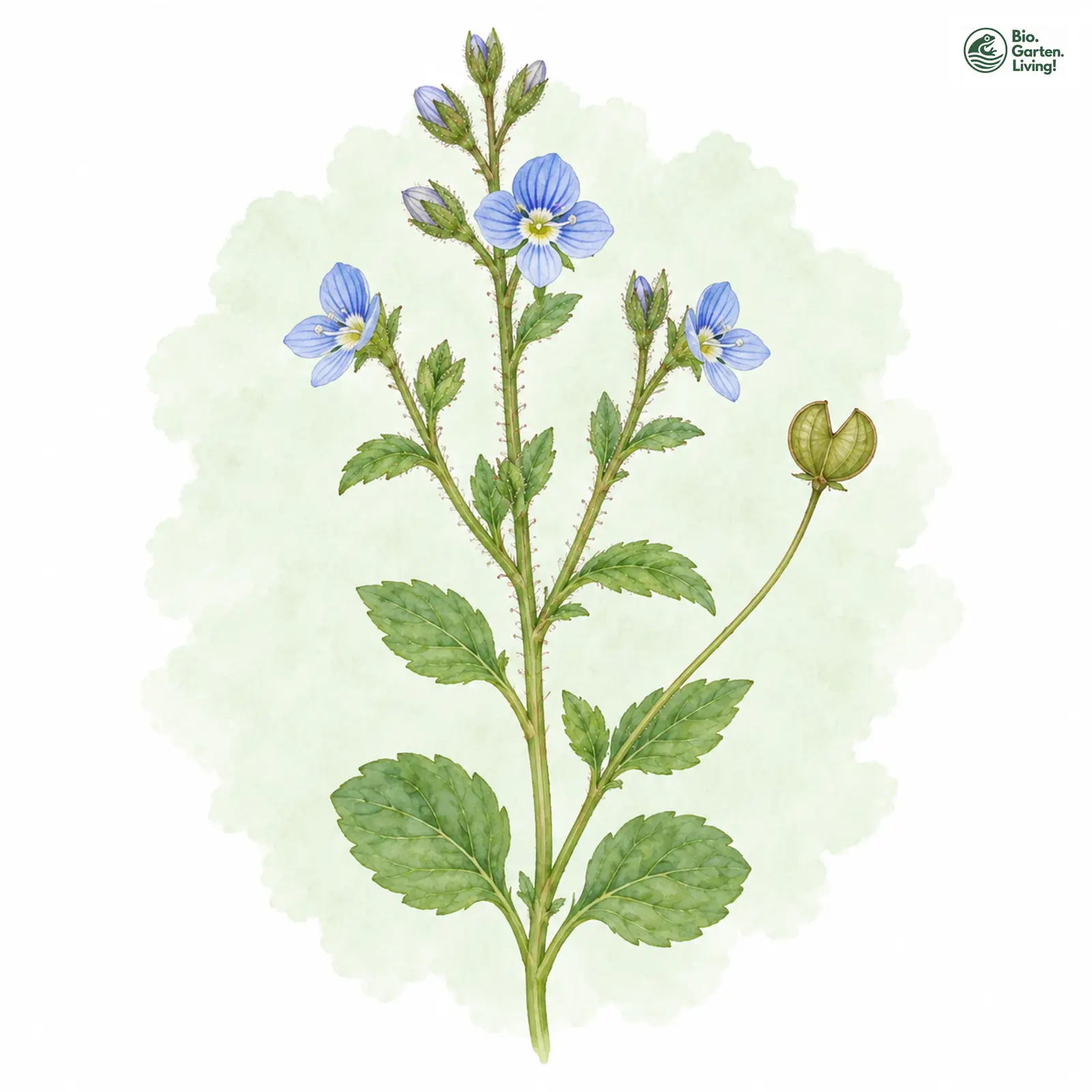 Aquarellzeichnung: Kölme-Ehrenpreis (Veronica acinifolia)