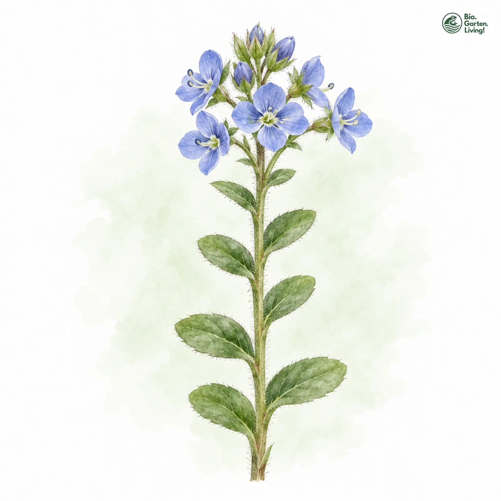 Aquarellzeichnung: Alpen-Ehrenpreis (Veronica alpina)
