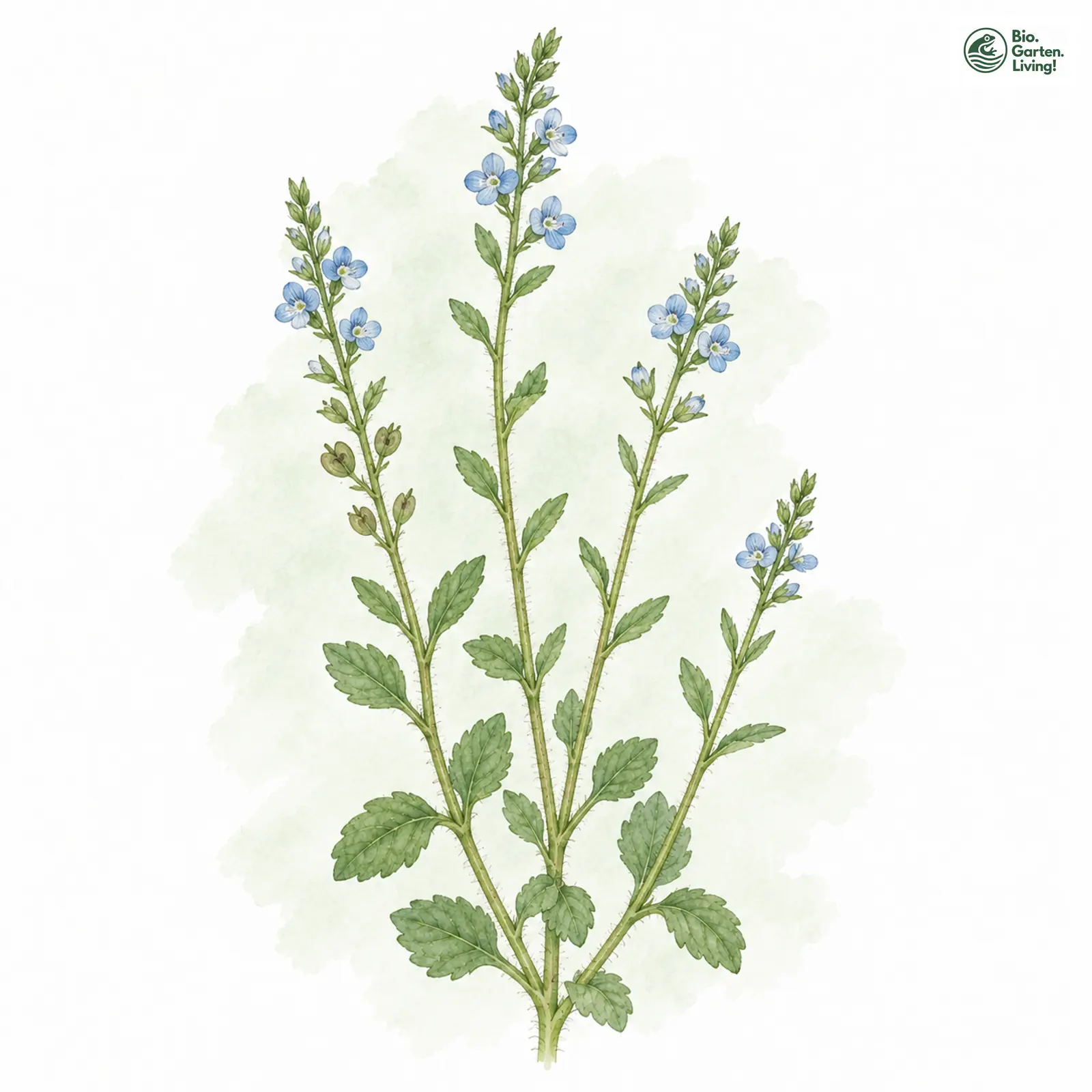 Aquarellzeichnung: Feld-Ehrenpreis (Veronica arvensis)