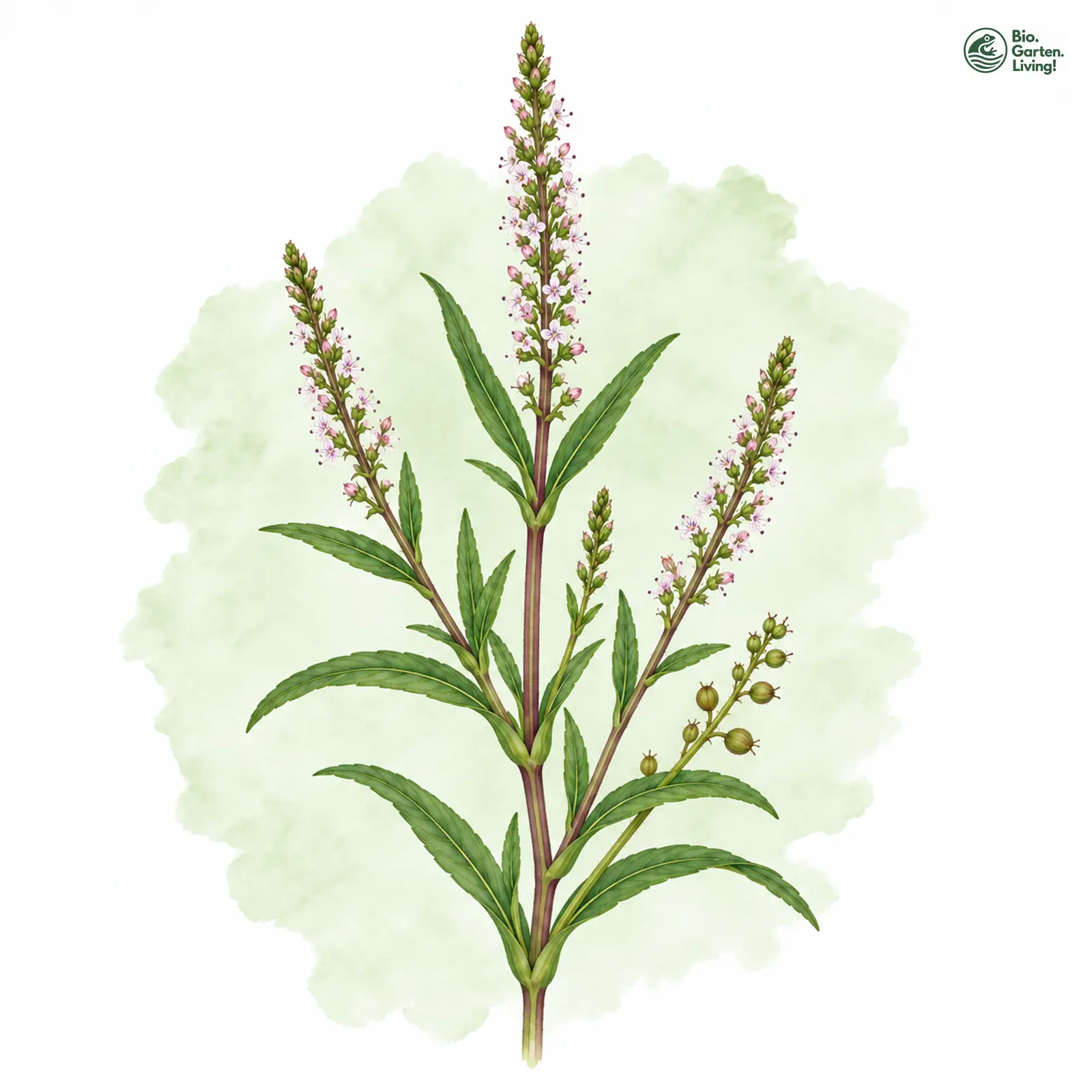 Aquarellzeichnung: Roter Wasser-Ehrenpreis (Veronica catenata)