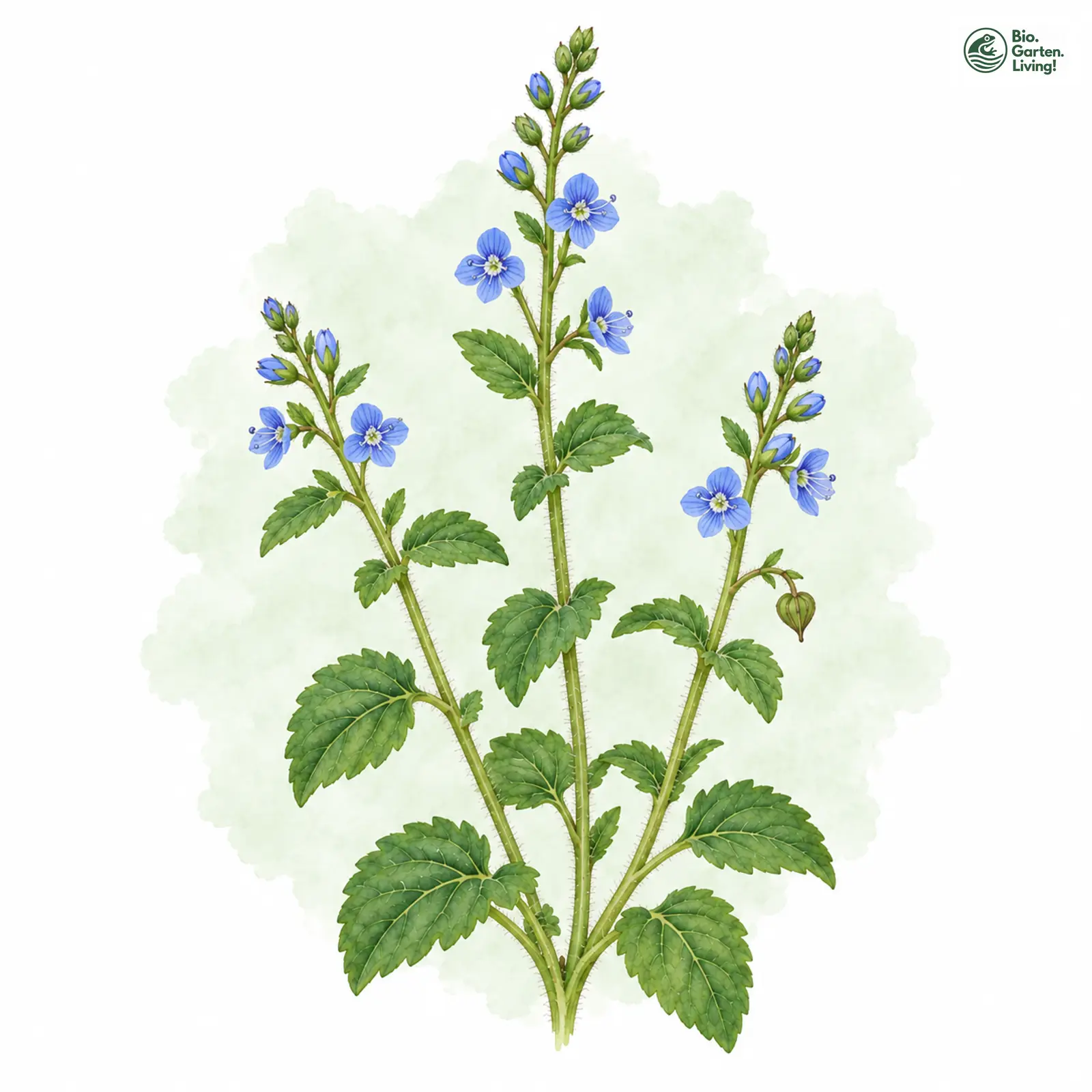Aquarellzeichnung: Gamander-Ehrenpreis (Veronica chamaedrys (im engeren Sinne))
