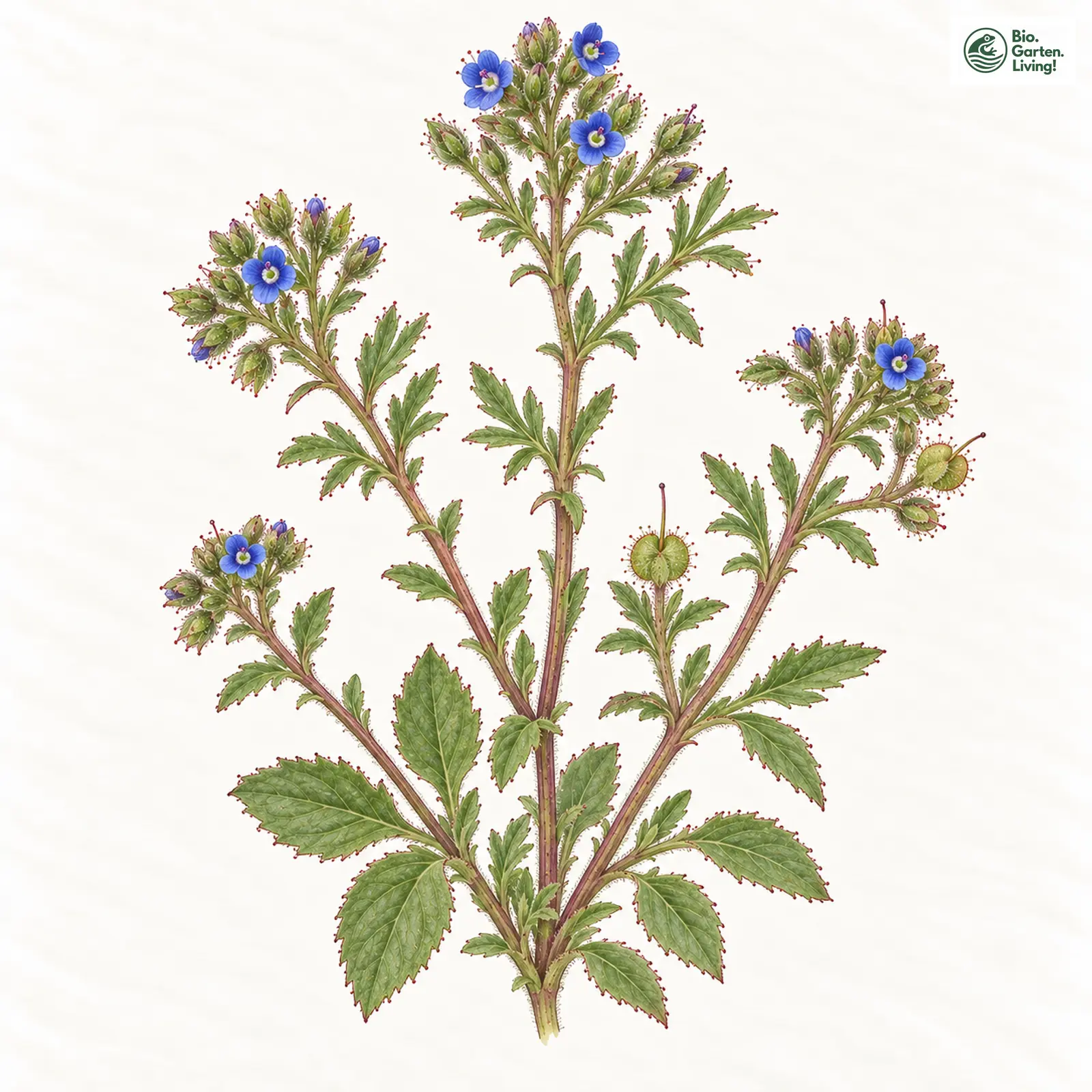 Aquarellzeichnung: Dillenius-Ehrenpreis (Veronica dillenii)