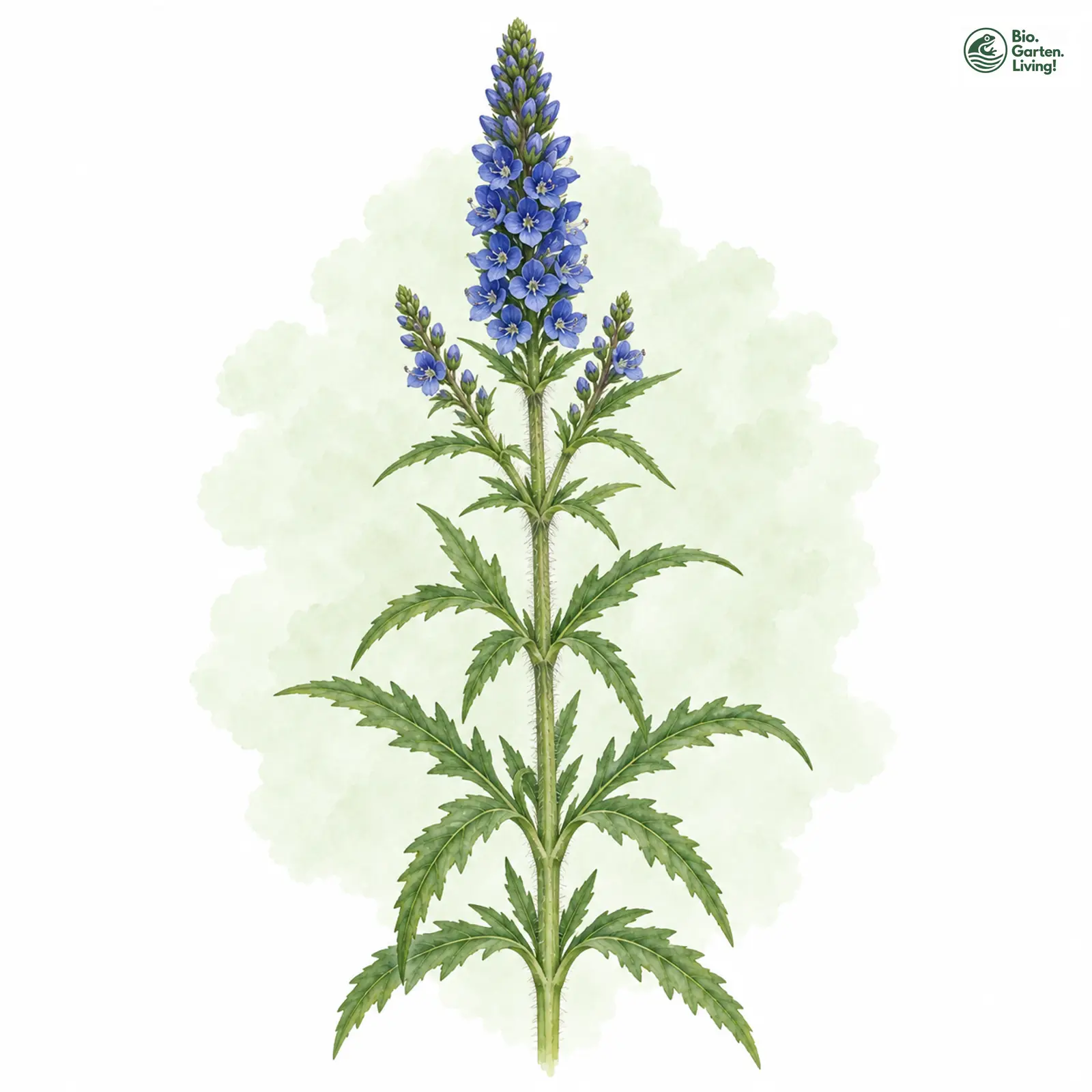 Aquarellzeichnung: Strand-Ehrenpreis (Veronica maritima)