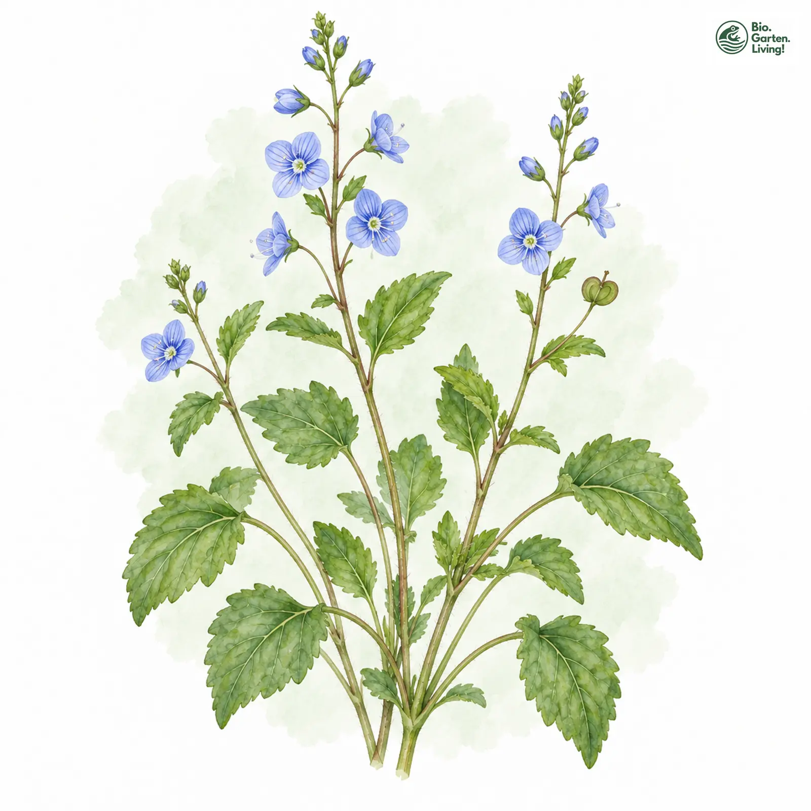 Aquarellzeichnung: Berg-Ehrenpreis (Veronica montana)