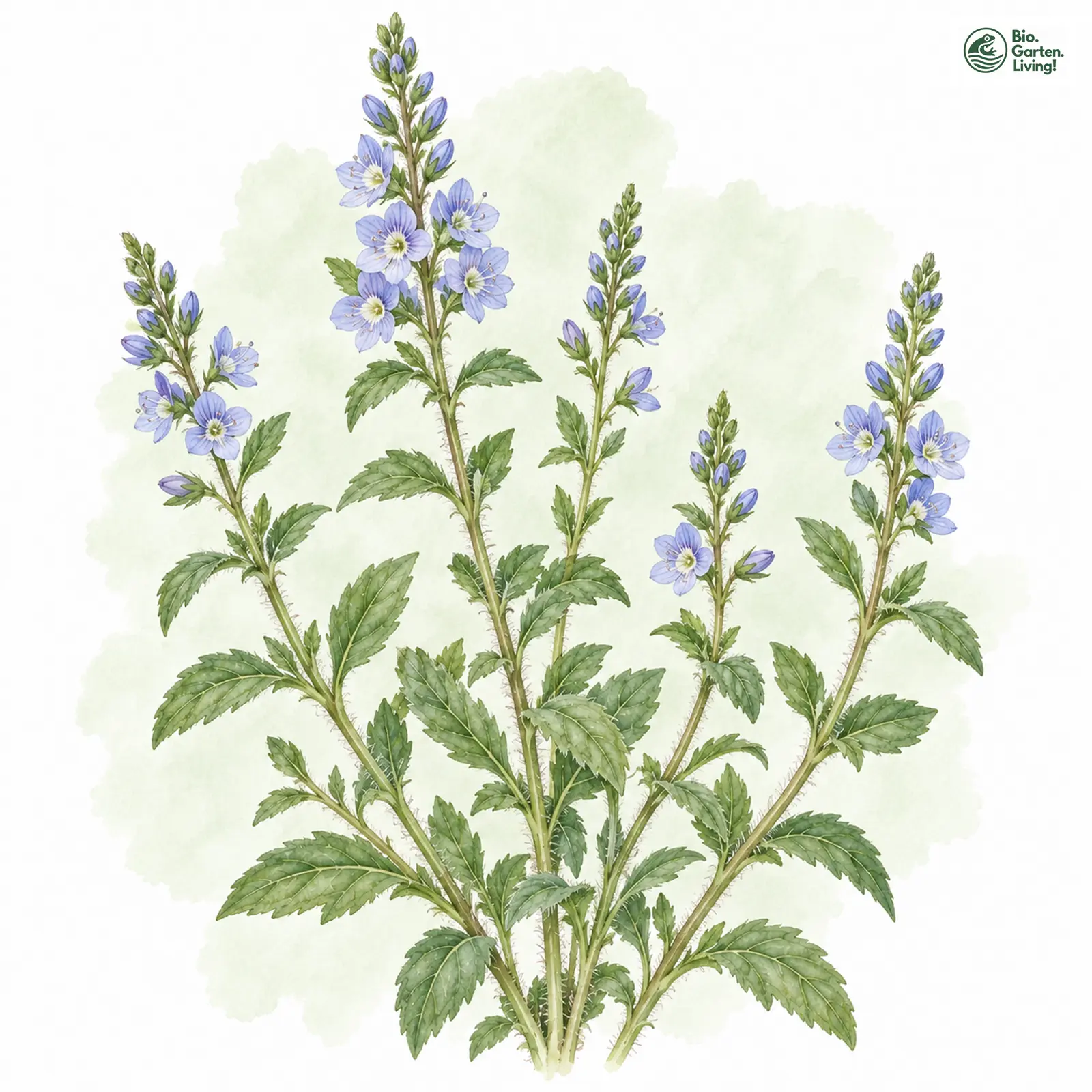 Aquarellzeichnung: Echter Ehrenpreis (Veronica officinalis)