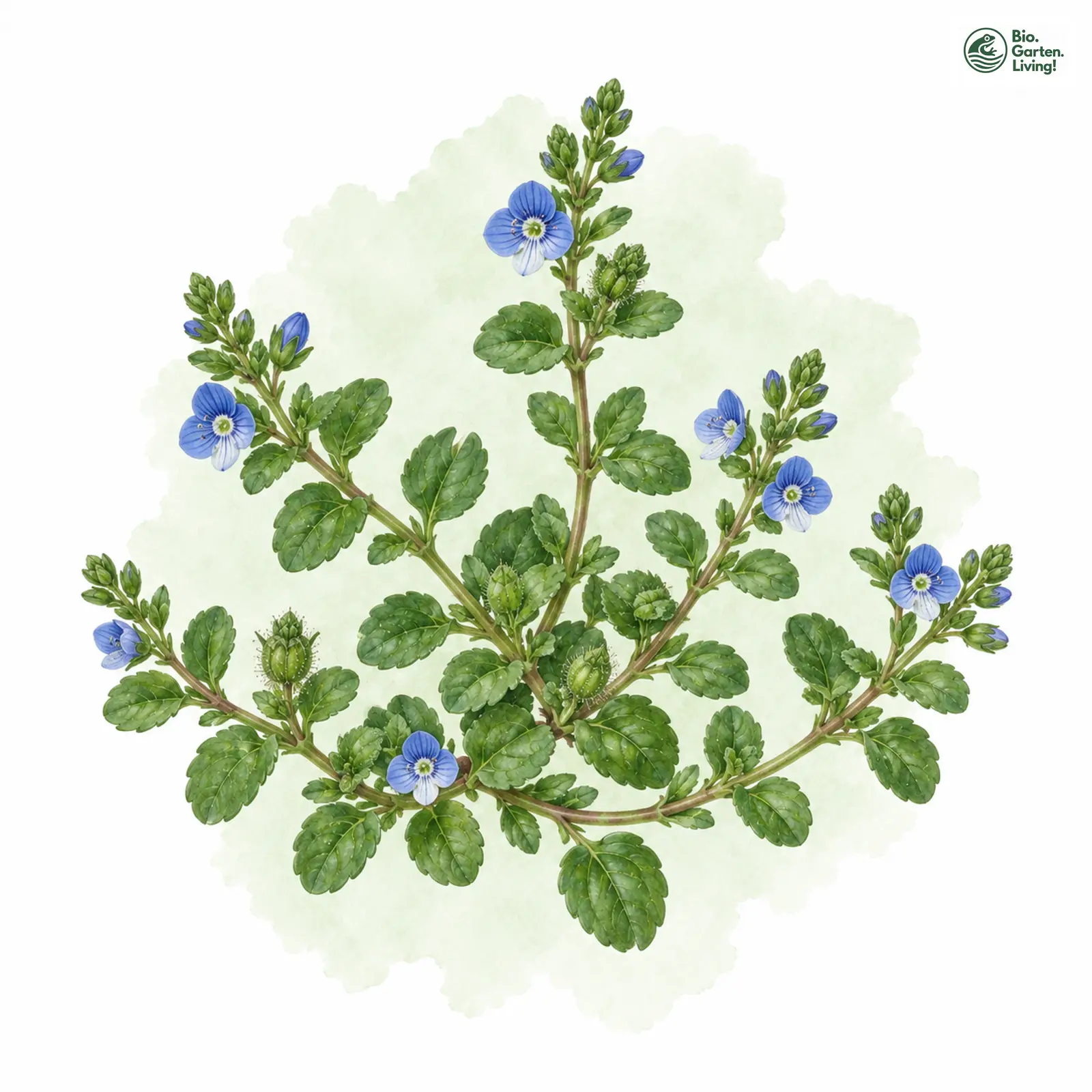 Aquarellzeichnung: Glanz-Ehrenpreis (Veronica polita)