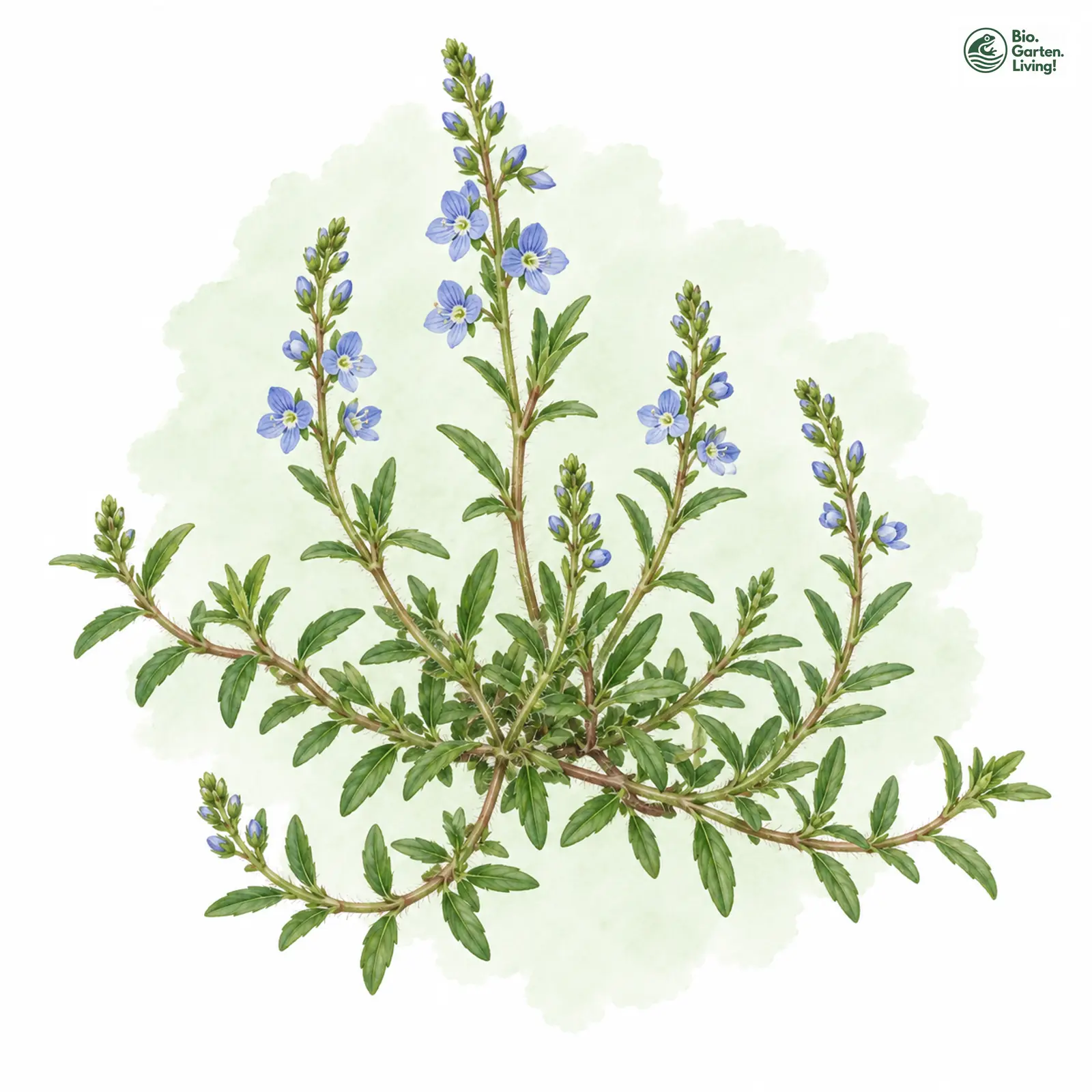 Aquarellzeichnung: Liegender Ehrenpreis (I. W. S.) (Veronica prostrata (im weiteren Sinne))