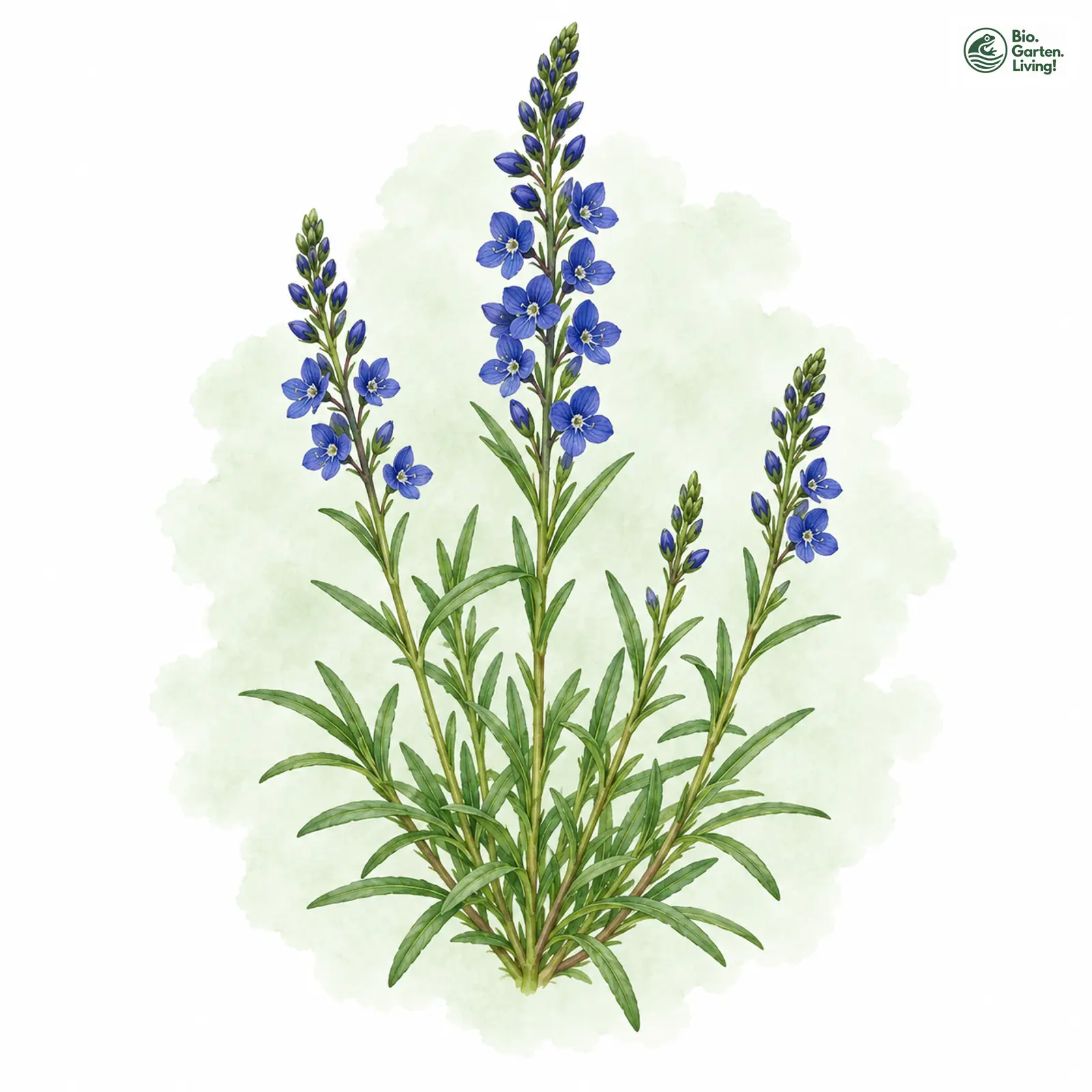 Aquarellzeichnung: Scheerer-Ehrenpreis (Veronica satureiifolia)