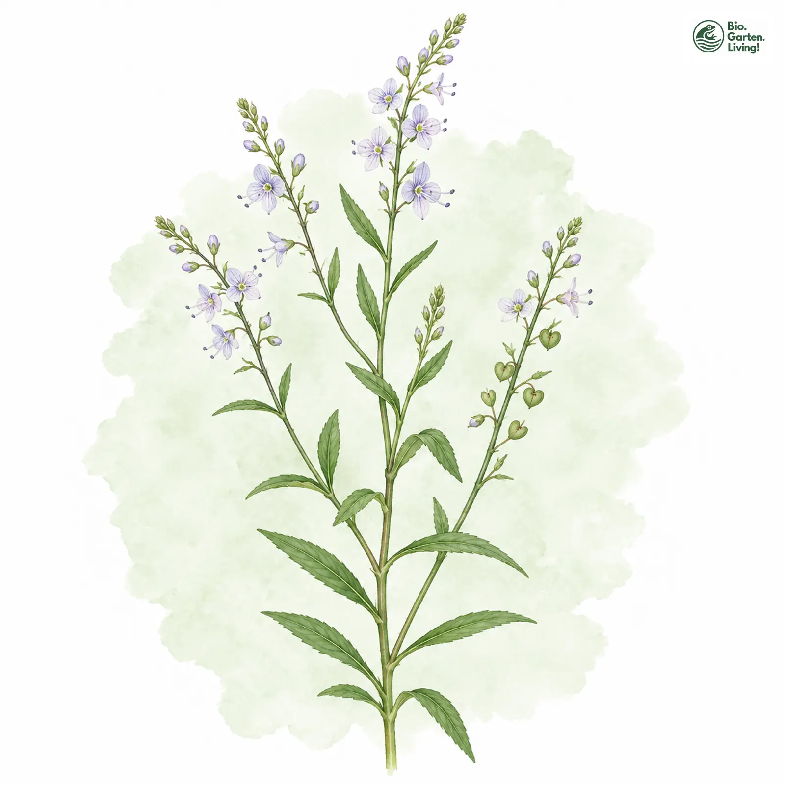 Aquarellzeichnung: Schild-Ehrenpreis (Veronica scutellata)