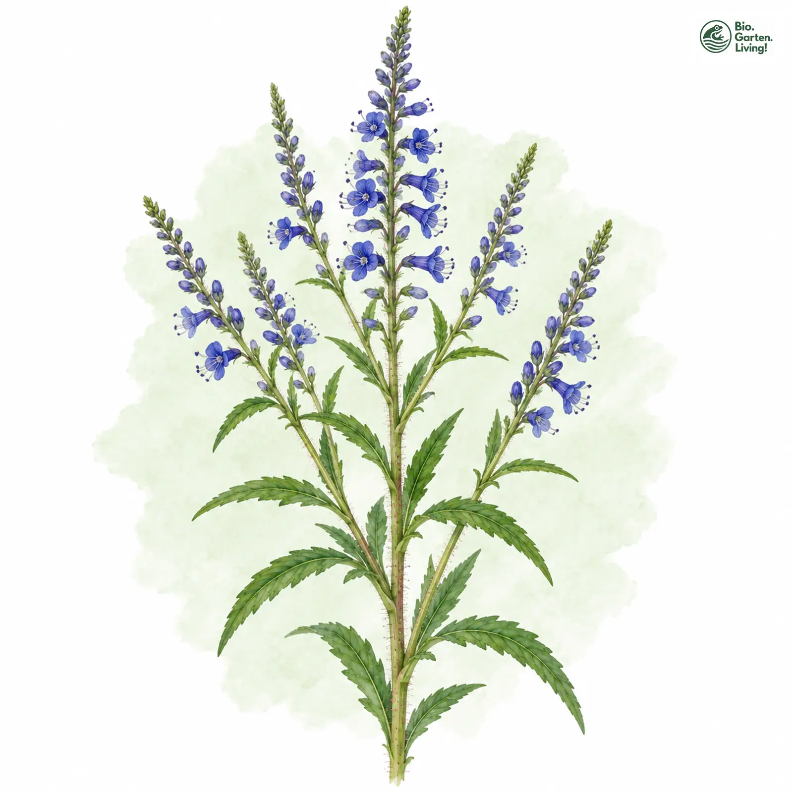 Aquarellzeichnung: Rispen-Ehrenpreis (Veronica spuria)