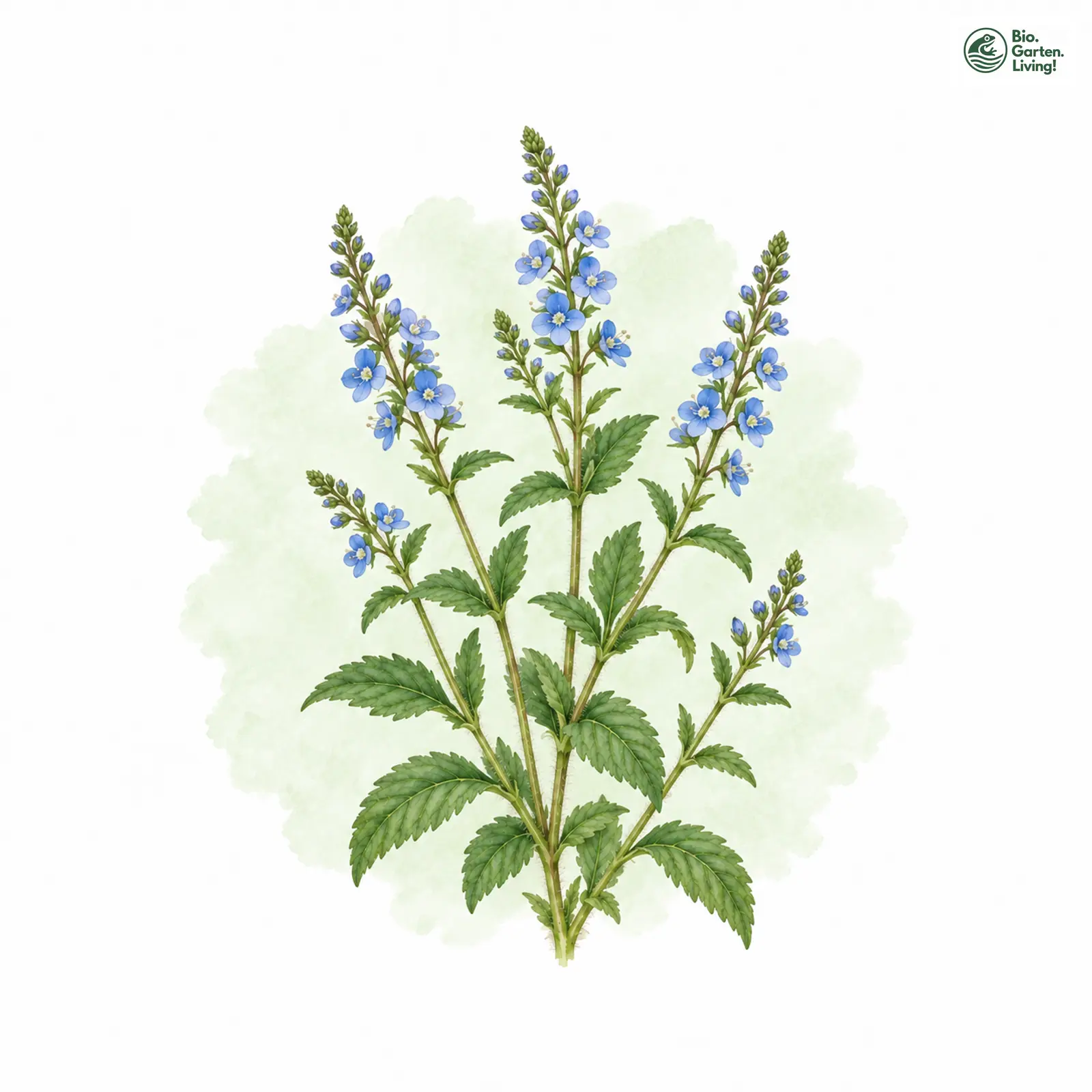 Aquarellzeichnung: Großer Ehrenpreis (Veronica teucrium)