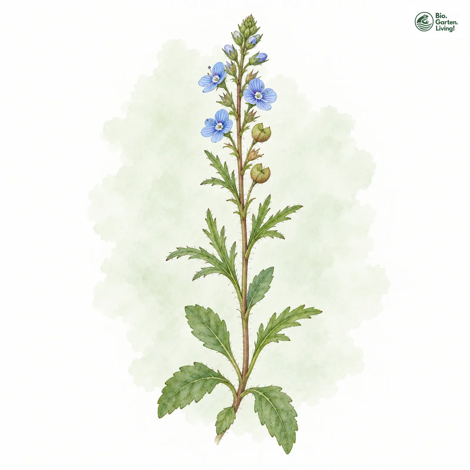 Aquarellzeichnung: Frühlings-Ehrenpreis (Veronica verna)
