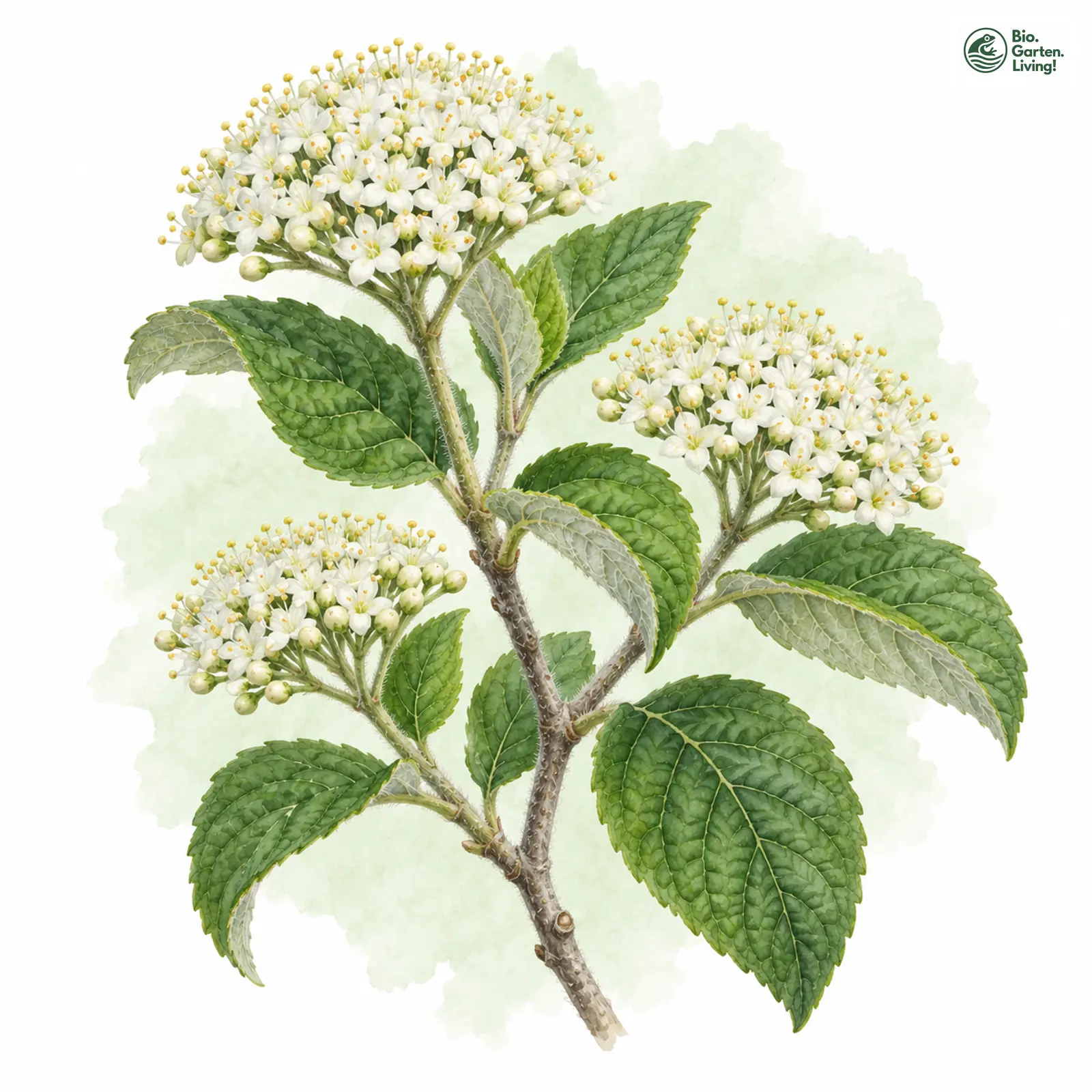 Aquarellzeichnung: Wolliger Schneeball (Viburnum lantana)