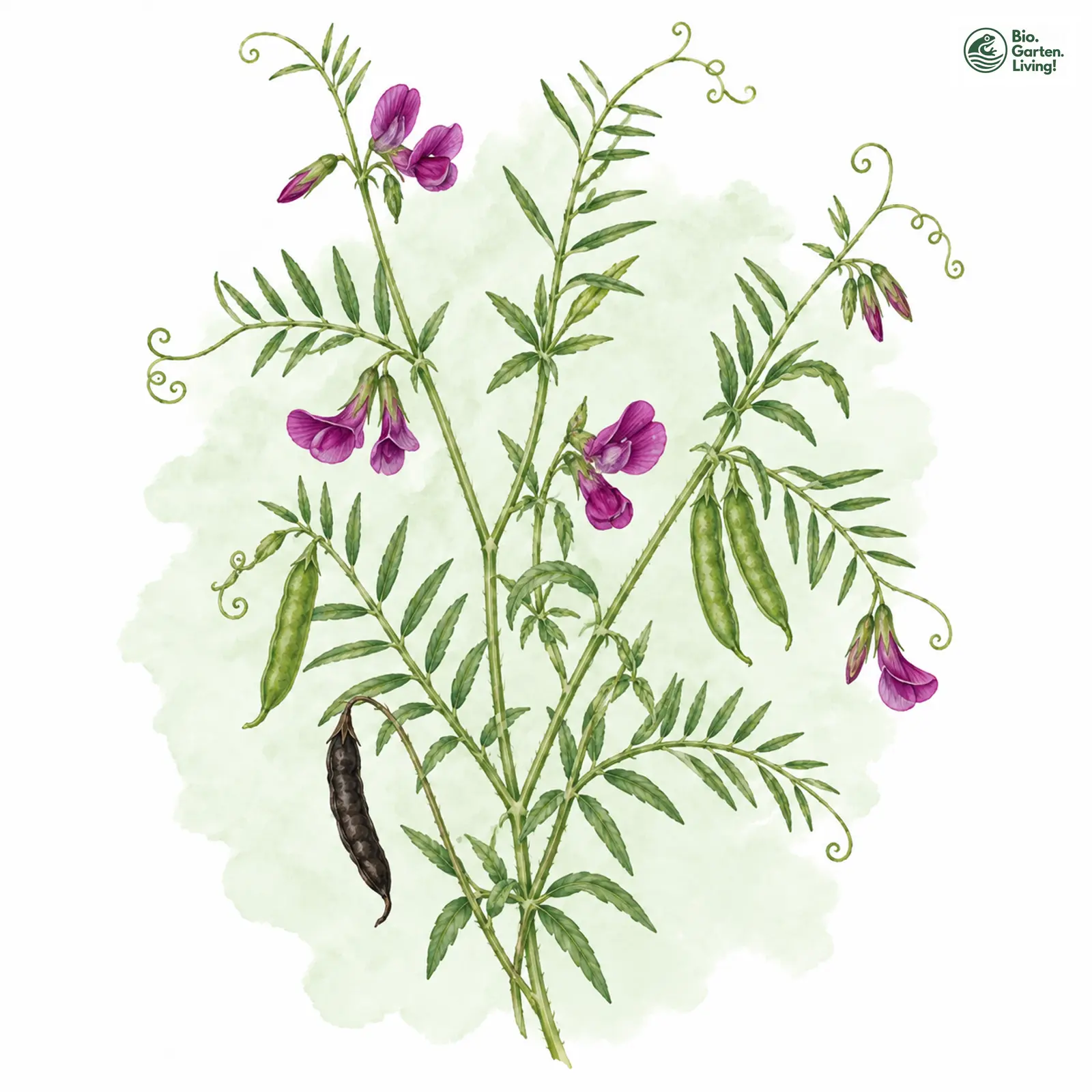 Aquarellzeichnung: Schmalblättrige Wicke (I. E. S.) (Vicia angustifolia (im engeren Sinne))