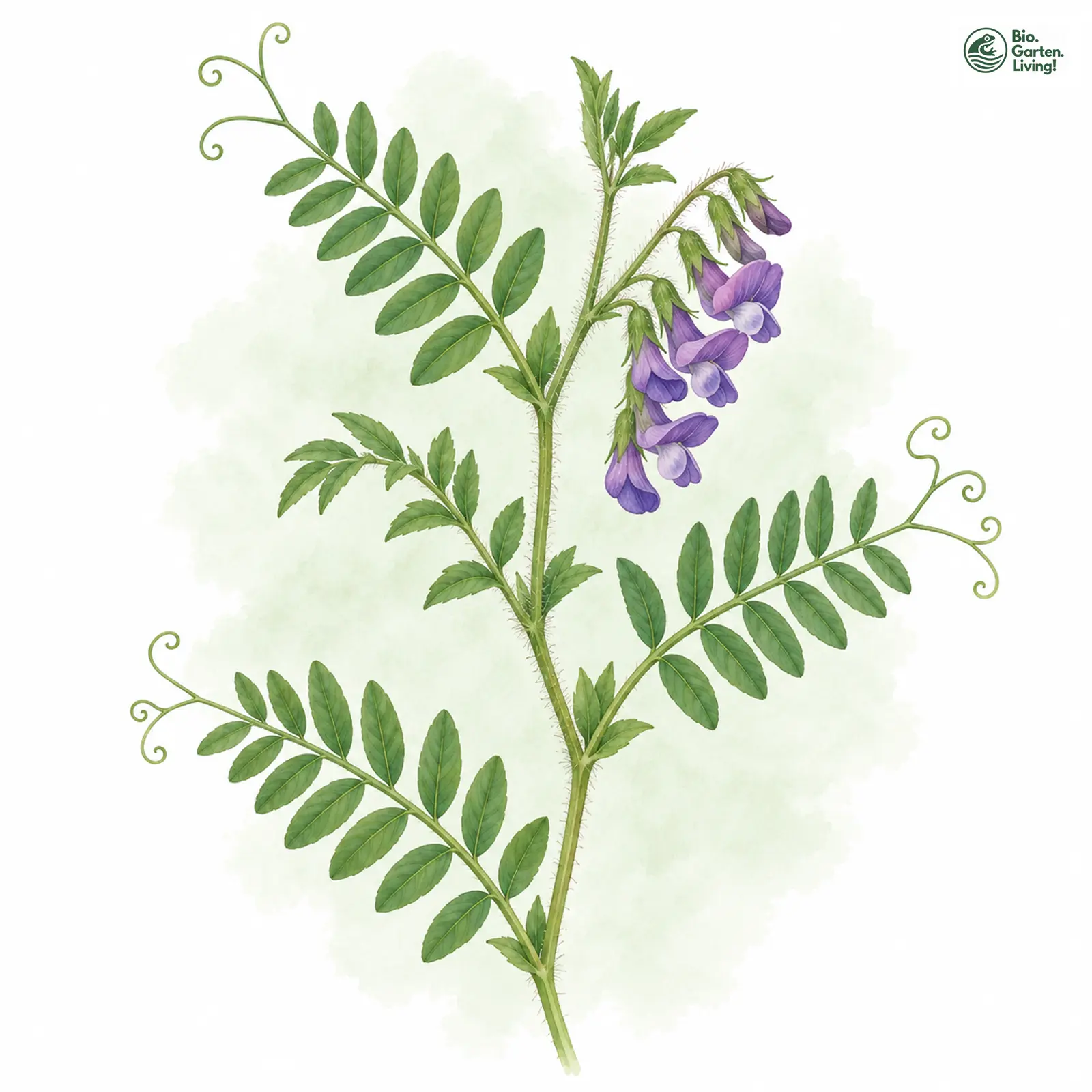 Aquarellzeichnung: Kaschuben-Wicke (Vicia cassubica)
