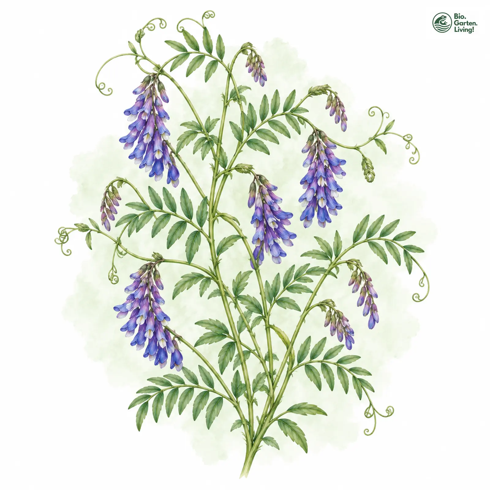 Aquarellzeichnung: Vogel-Wicke (Vicia cracca)