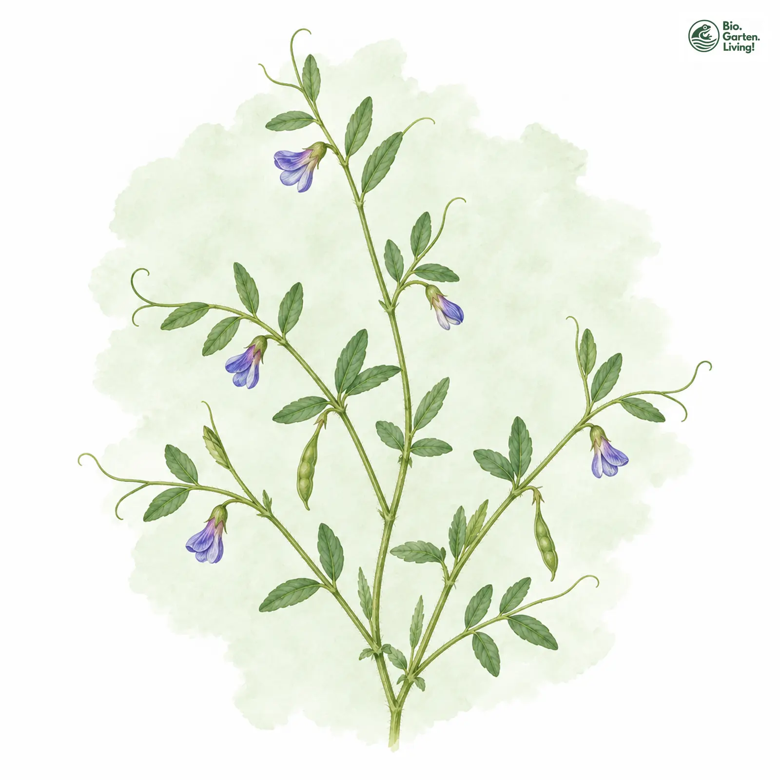Aquarellzeichnung: Platterbsen-Wicke (Vicia lathyroides)