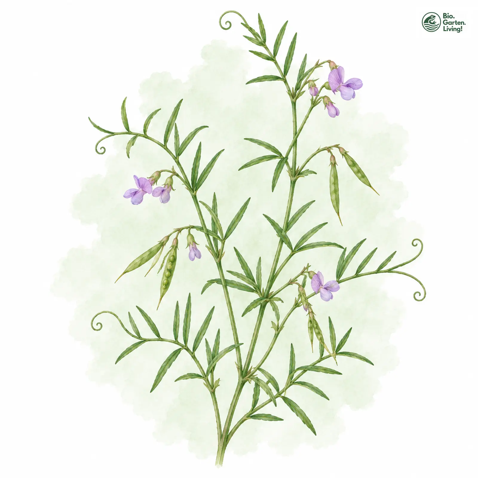 Aquarellzeichnung: Zierliche Wicke (Vicia parviflora)