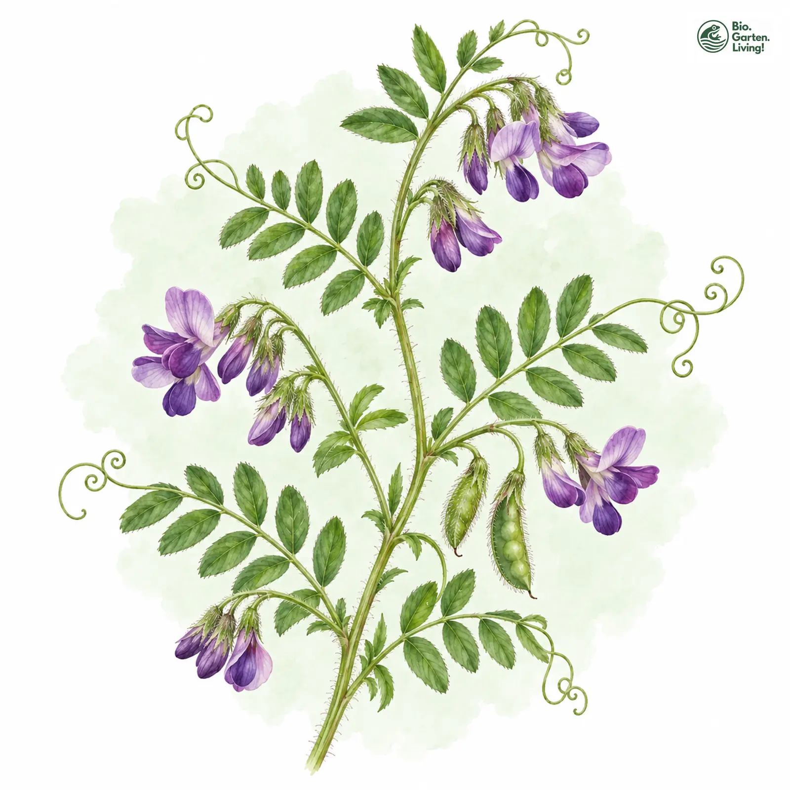 Aquarellzeichnung: Zaun-Wicke (Vicia sepium)