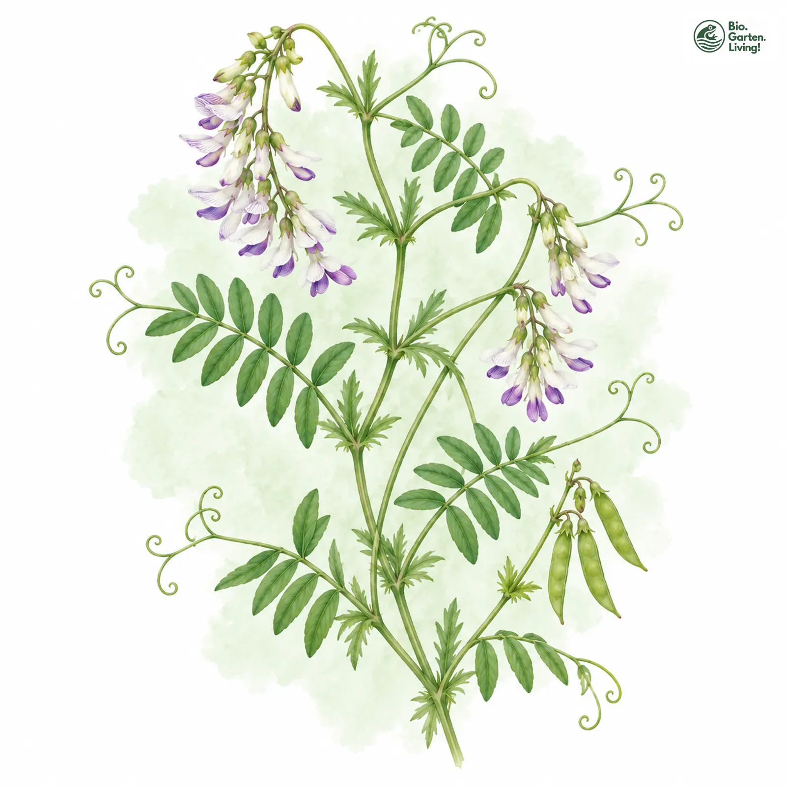 Aquarellzeichnung: Wald-Wicke (Vicia sylvatica)
