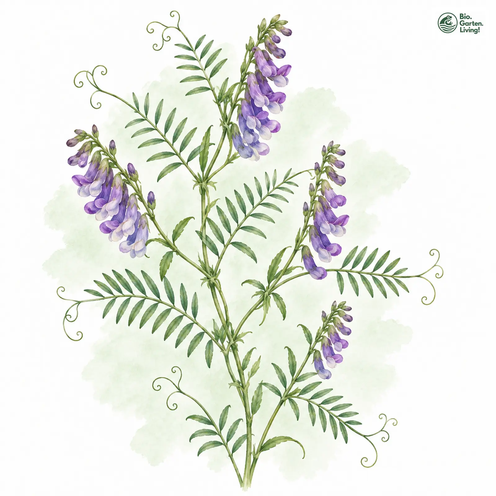 Aquarellzeichnung: Feinblättrige Wicke (Vicia tenuifolia)