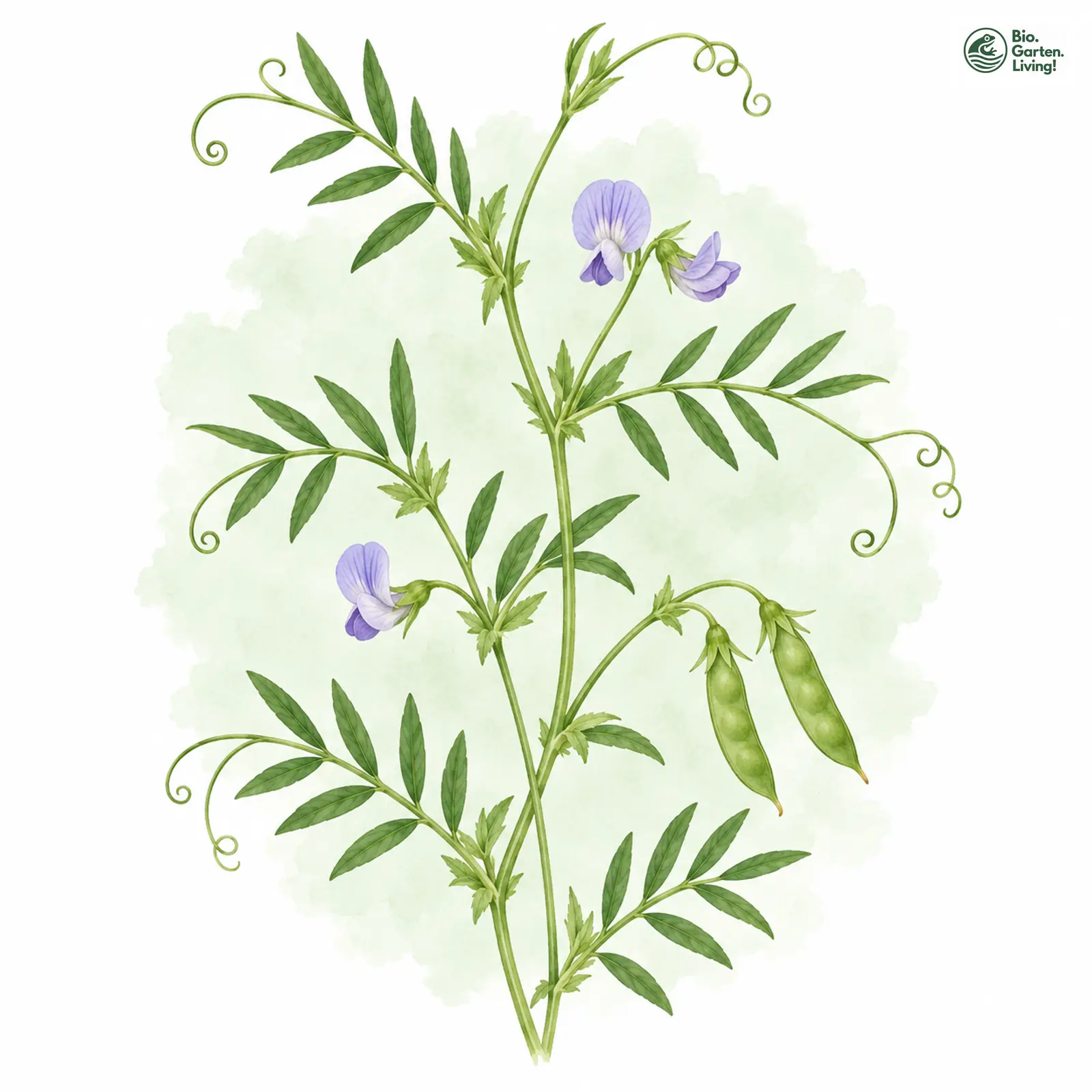 Aquarellzeichnung: Viersamige Wicke (Vicia tetrasperma)