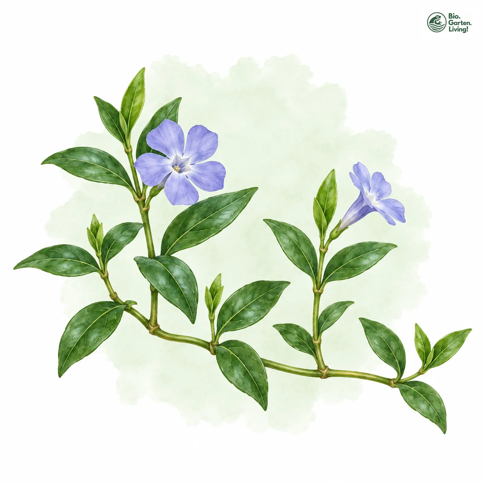 Aquarellzeichnung: Kleines Immergrün (Vinca minor)