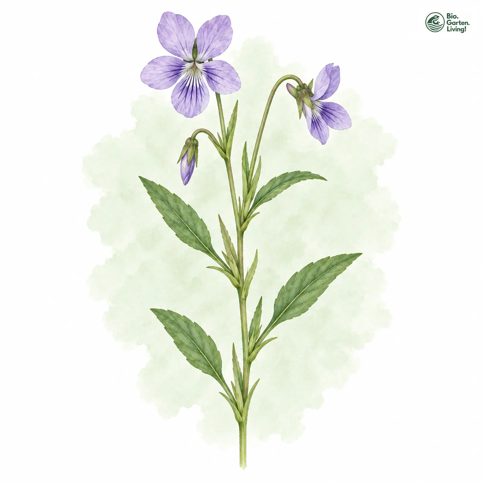Aquarellzeichnung: Zwerg-Veilchen (Viola pumila)
