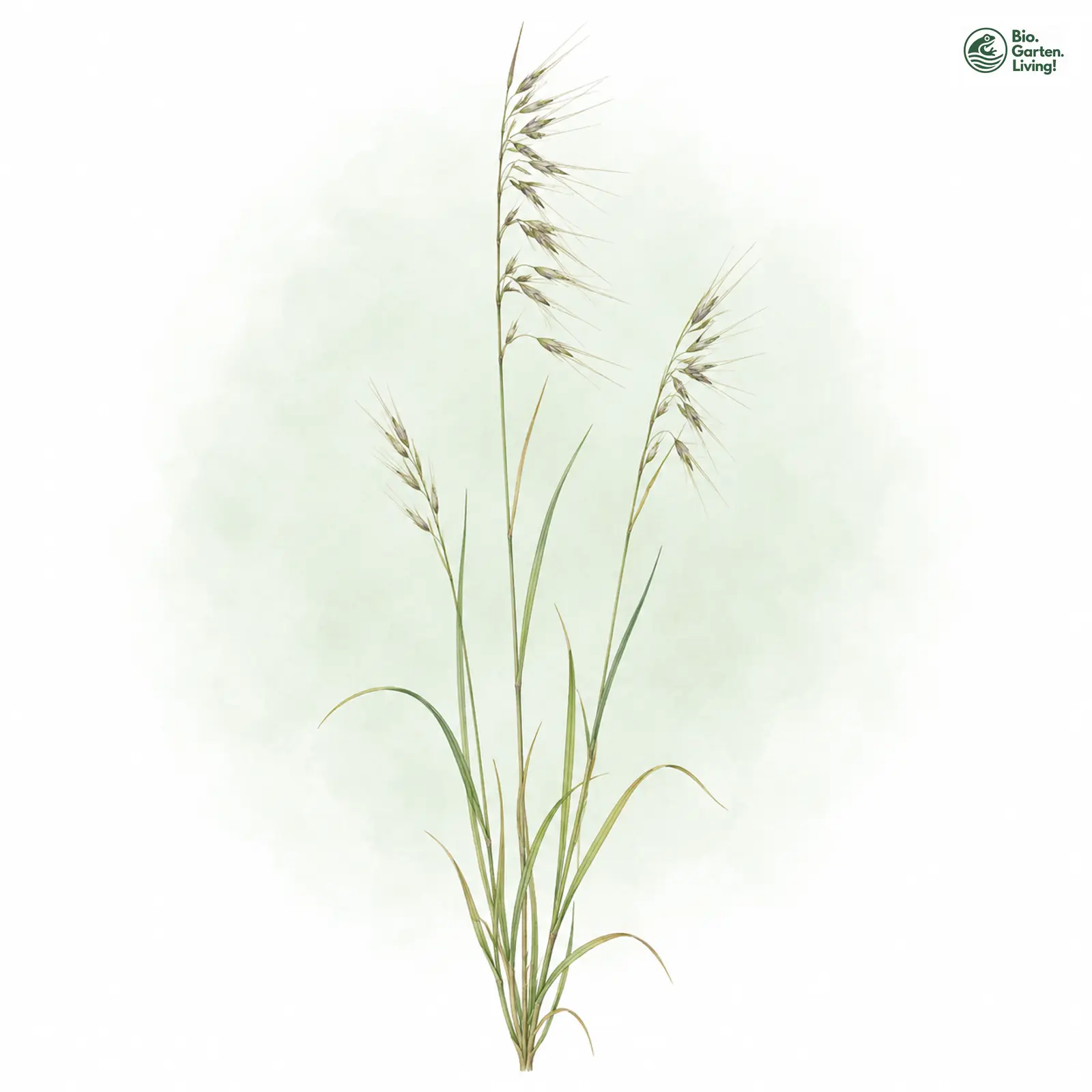Aquarellzeichnung: Trespen-Federschwingel (Vulpia bromoides)