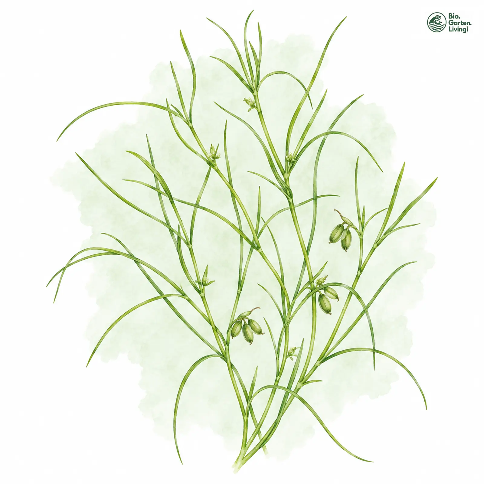 Aquarellzeichnung: Sumpf-Teichfaden (Zannichellia palustris)