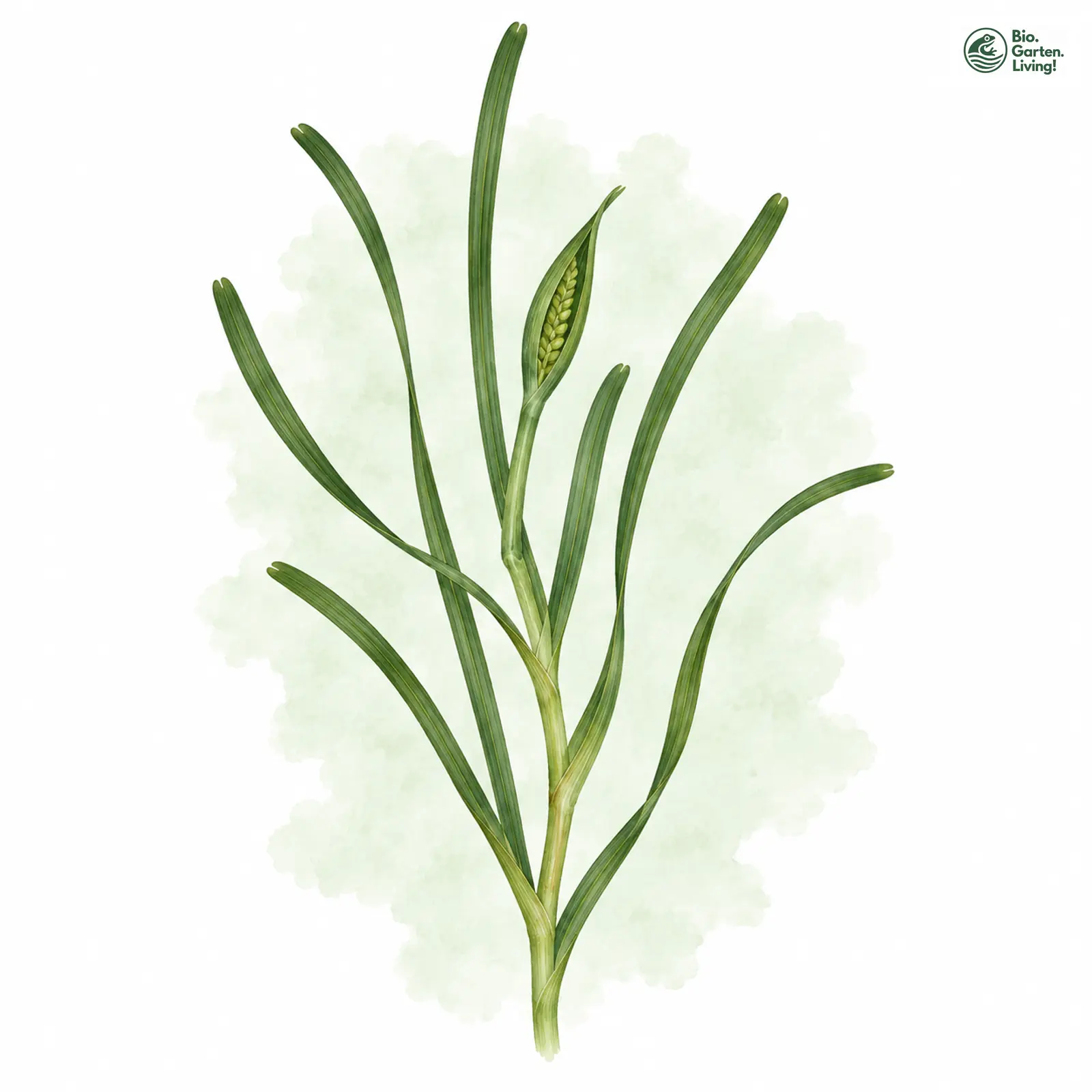 Aquarellzeichnung: Zwerg-Seegras (Zostera noltei)