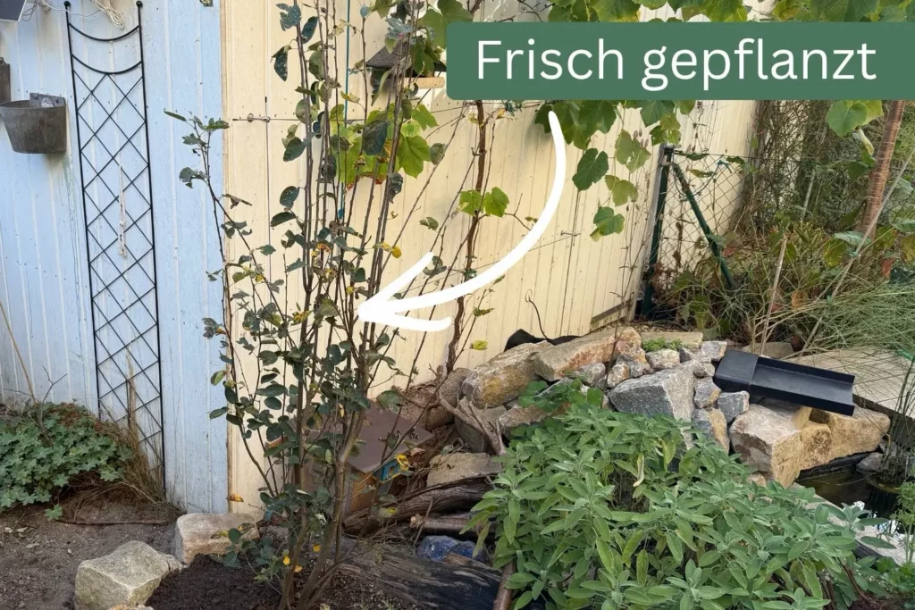 Frisch gepflanzte Echte Felsenbirne (Amelanchier ovalis) in einem naturnahen Garten.
