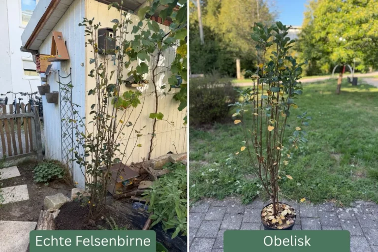 Felsenbirne für kleine Gärten: Echte Felsenbirne oder ‘Obelisk’? Echte Felsenbirne im Garten und Säulen-Felsenbirne ‘Obelisk’ im Container im direkten Wuchsvergleich.