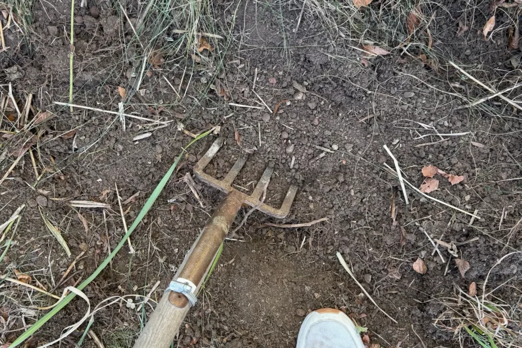 Mit einer Grabgabel gelockerter Boden am vorgesehenen Pflanzplatz der Echten Felsenbirne.