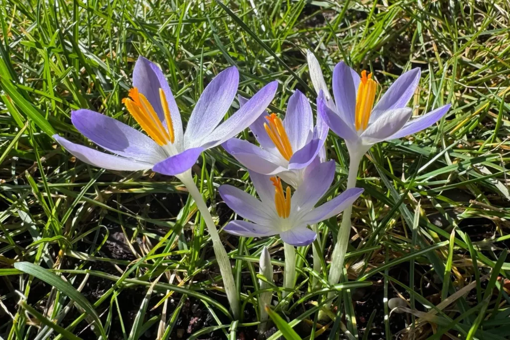 Hellviolette Krokusse mit orangefarbenen Staubblättern im Rasen