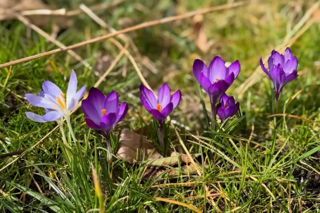 Violette und weiße Krokusse blühen im Rasen