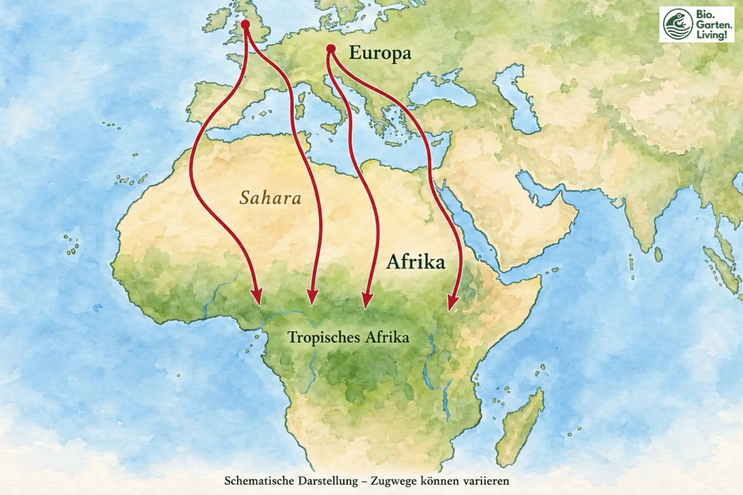 Aquarellkarte mit schematischen Zugwegen des Kuckucks von Europa über die Sahara ins tropische Afrika.