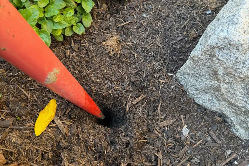Mit einem Pikierstab wird ein Pflanzloch für eine kleine Blumenzwiebel vorbereitet