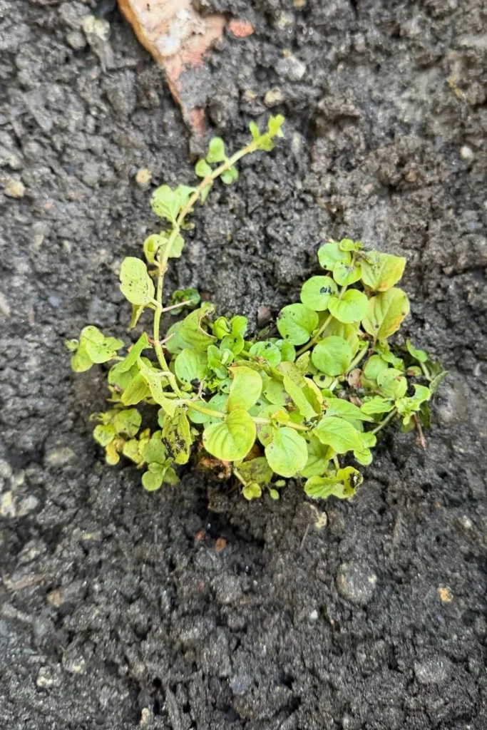 Frisch eingepflanztes Pfennigkraut in der feuchten Erde des Sumpfbeets.