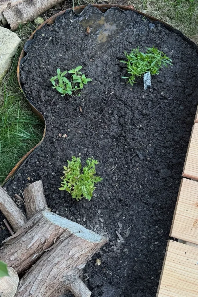 Frisch gepflanztes Sumpf-Helmkraut, Sumpf-Schafgarbe und Sumpf-Vergissmeinnicht im feuchten Sumpfbeet.