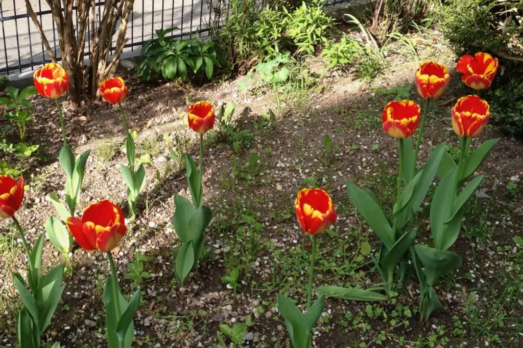 Rot-gelbe Tulpen blühen in mehreren Gruppen in einem Gartenbeet
