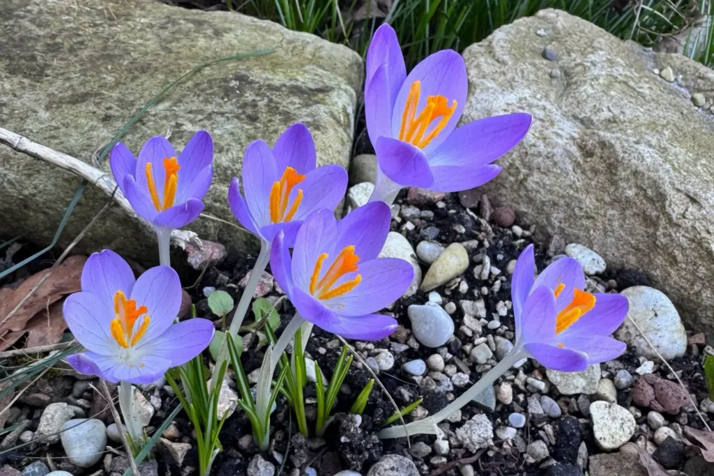 Violette Krokusse blühen zwischen Steinen in durchlässigem Boden