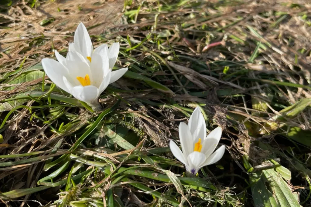 Zwei weiße Krokusse blühen zwischen Gräsern