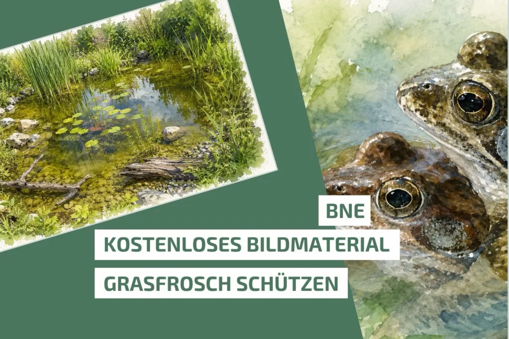 Kostenloses Bildmaterial zum Grasfrosch und seinem Lebensraum