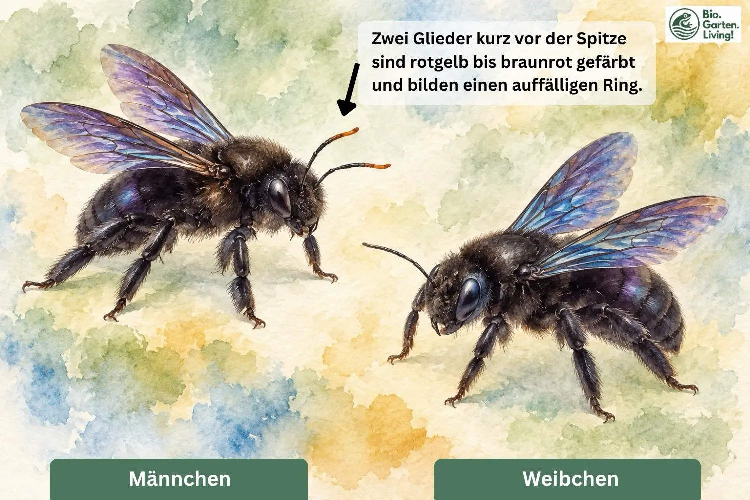 Männchen und Weibchen der Blauen Holzbiene im Vergleich