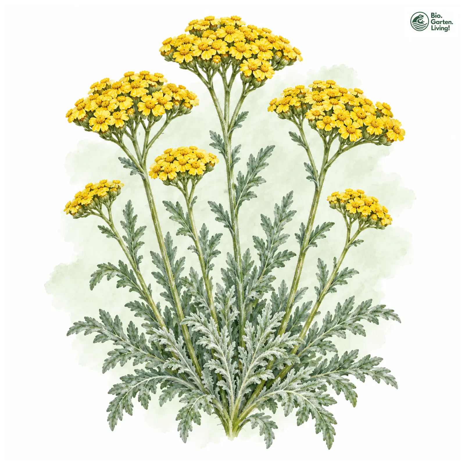 Aquarellzeichnung: Goldquirl-Schafgarbe (Achillea clypeolata)